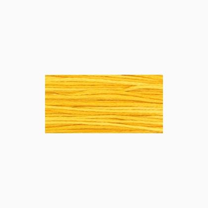 WDW 2224 Squash