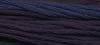 Purple Aster