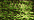 015HL Chartreuse Hi Lustre (#8)