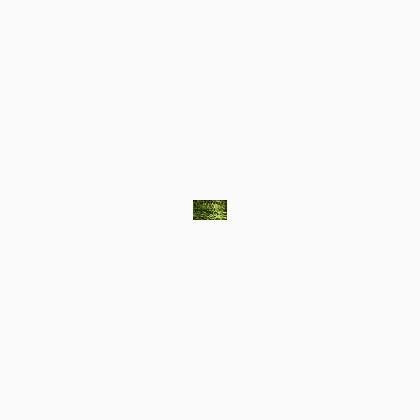 015HL Chartreuse Hi Lustre (BF)