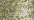 102 Vatican Gold (#4)