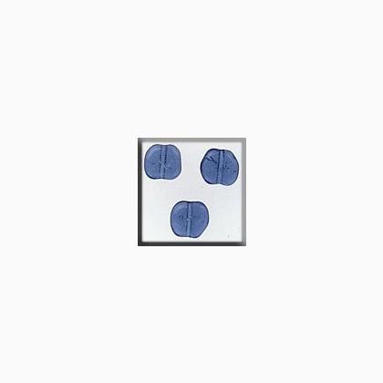 12254 Flat Baroque Bead Montana