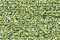 Treasure Petite: pb56 - Pale Avocado
