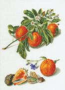 Frutta Antica 1°