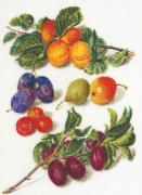 Frutta Antica 2°