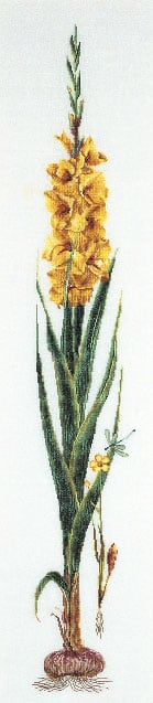 Gladioli - Giallo