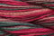 Caron Wildflowers 048 - Far Horizon