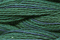 Caron Wildflowers 051 - Abalone