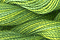 Caron Wildflowers 066 - Jade