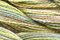 Caron Wildflowers 092 - Pussywillow