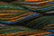Caron Wildflowers 168 - Rainforest