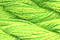 Caron Wildflowers 201 - Budding Leaf