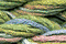 Caron Waterlilies 105 Succotash
