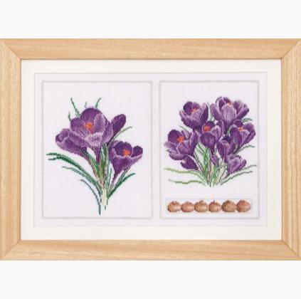 Crocus