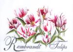 Rembrandt Tulips