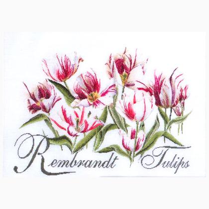Rembrandt Tulips