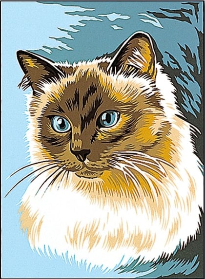 Gatto siamese
