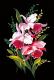 Orchidee