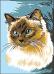 Gatto siamese