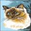 Gatto siamese