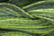 Caron Wildflowers 211 - Cucumber