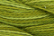 Caron Wildflowers 243 - Pesto