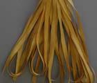 SR7-045 - Lacquered Gold