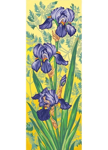 Iris viola
