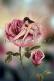Rose (Anderson)