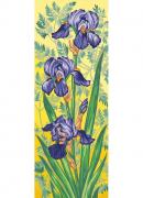 Iris viola