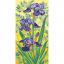 Iris viola