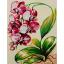 Fiori: Orchidea