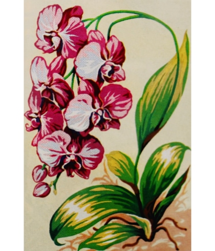 Fiori: Orchidea
