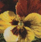 Pansy: Gold and Brown