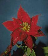Stelo per fiori uncinetto: Stella di Natale