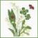 Bouquet de Fleurs: Mughetto - Bianco