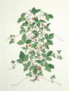 Wild Strawberry