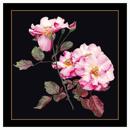 Rosa Leersum - Nero