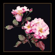 Rosa Leersum - Nero