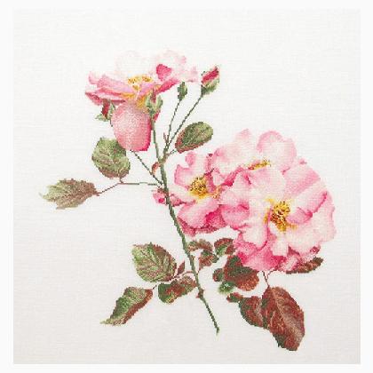 Rosa Leersum - Bianco