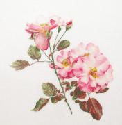 Rosa Leersum - Bianco