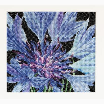 Spring Collection: Fiordaliso