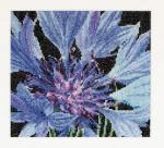 Spring Collection: Fiordaliso