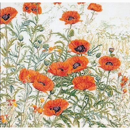 Orange Poppies - bianco