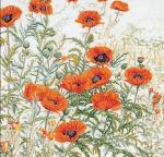 Orange Poppies - bianco