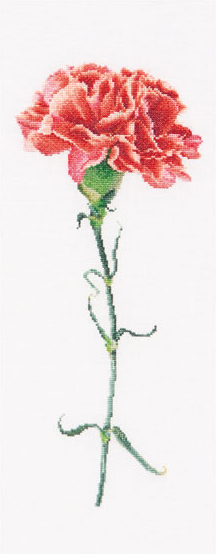 Garofano Rosso - Bianco