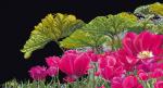 Keukenhof Garden Detail - nero