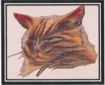 Tabby Cat Portrait (Anderson)