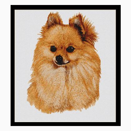 R.J. May - Pomeranian