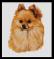R.J. May - Pomeranian